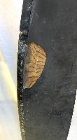 WW2 British Fleet Air Arm Supermarine Seafire Mk XV Propellar Blade